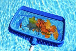 Feuilles dans la piscine